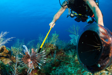 a scuba diver hunts underwater for invasive lionfish in order to remove them from the tropical carib