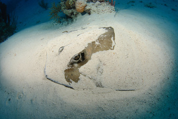 Wall Mural - Stingray hiding in the sand underwater, seen from above