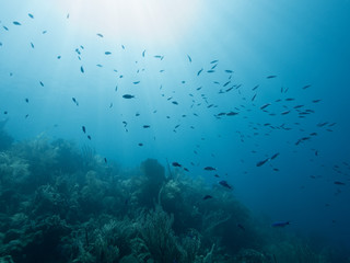 Wall Mural - Sunlight shining on reef and school of blue fish underwater