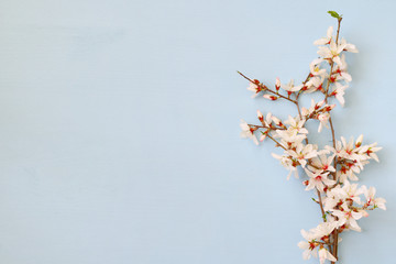 image of spring white cherry blossoms tree