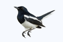 The Birds Are White And Black. (Oriental Magpie Robin) It's Look