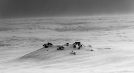 Wall Mural - Black volcanic rocks in the blizzard - breathtaking Iceland in winter - amazing landscapes, storms and blizzards - photographers paradise