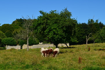 Wall Mural - Vaches dans un herbage (Normandie)