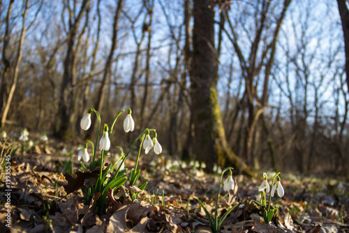 spring of the first snowdrops