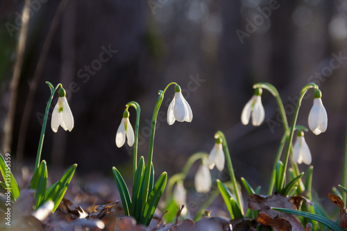 spring of the first snowdrops