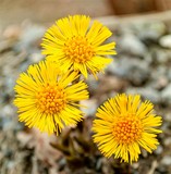 Fototapeta Dmuchawce - Yellow coltsfoots on a natural background in spring