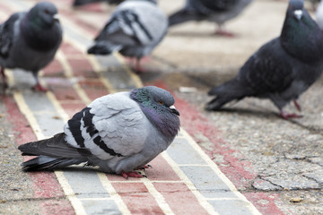 The Rock Dove