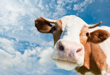 Fototapeta Tęcza - Brown cow (focus on the nose)  against blue sky background
