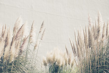 Summer Background Reed Grasses, Vintage Wallpaper With High Grass