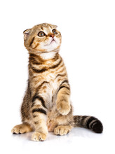 Cute Scottish Fold Cat Bicolor Stripes Siting On White