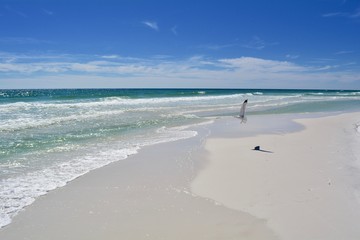 Gulf Coast Gull