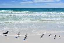 Gulf Coast Birds On The Beach