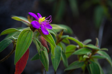  Indian Rhododendron.