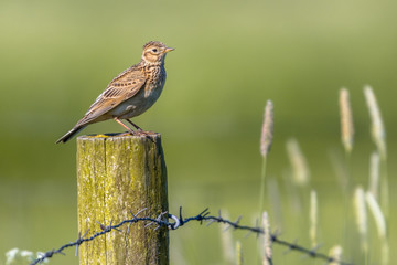 Sticker - Eurasian skylark in agricultural landscape