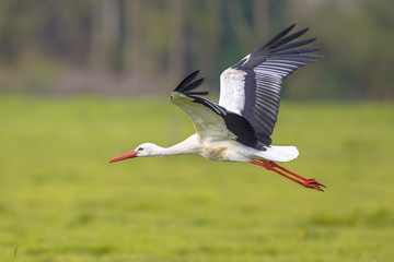 Canvas Print - Flying Stork with green grassland background