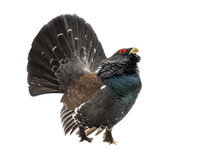 Western Capercaillie Wood Grouse On White Background