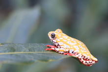 Painted Reed Frog Or Spoted Tree Frog (Hyperolius Viridiflavus) In Zambia