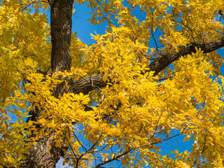 the branches of an old oak tree with yellow autumn leaves