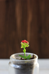 Poster - red flower of kalanchoe - small home plant