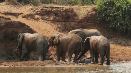 Wall Mural - Large African bull elephants (Loxodonta africana) spraying mud, Kruger National Park, South Africa