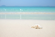 Sea Shell On Wave Blue Sea Sand Beach. Summer Holiday Background With Copy Space.