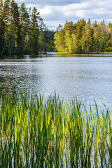 Forest lake with reeds in the water