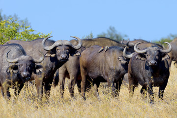 Canvas Print - Wild African buffalo bull