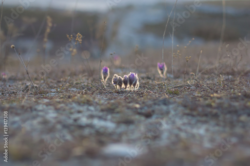 flower pulsatilla patens  blooms