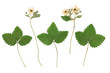Fragaria vesca, wild strawberry, woodland strawberry. Herbarium from dried blossoming flower arranged in a row.