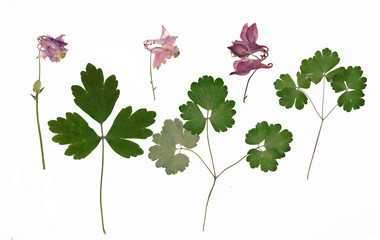 Wall Mural - Aquilegia vulgaris, columbine. Herbarium from dried blossoming flower arranged in a row.