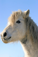 Wall Mural - Side view pony horse portrait close up on blue natural sky background