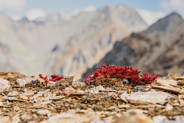 Wall Mural - flowers mountains Rhodiola quadrifida red