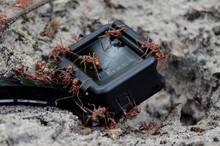 Angry Red Ants Attacking Camera Thats Filming Their Nest