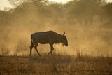 Fototapeta Konie - Wildebeests, Tarangire National Park, Tanzania