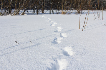 Footprints in the snow.