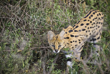 The Serval Cat Hunts In The Grassland Marshes In Africa.