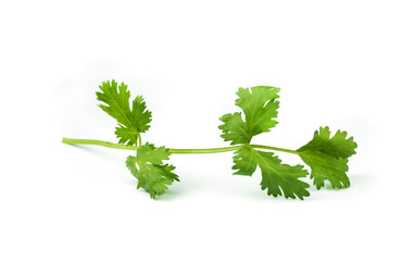 coriander leaves  vegetable.