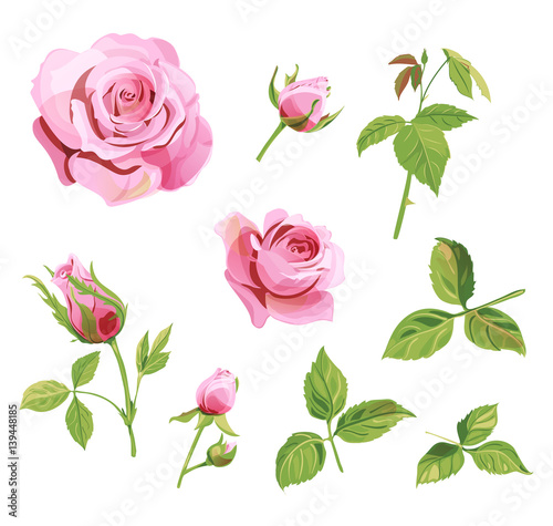 Set of roses, pink, red flowers and buds, green leaves on white background, d...