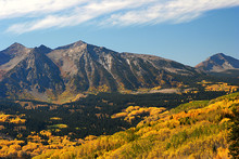 Autumn Aspens Near Kebler Pass  In Colorado