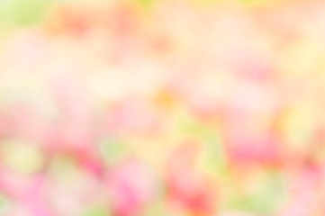 Wall Mural - abstract blur color nature flower outdoor style background yellow pink green mix colorful