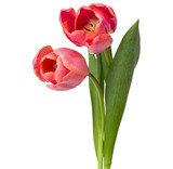 Fototapeta Tulipany - two pink tulip flowers isolated on white background