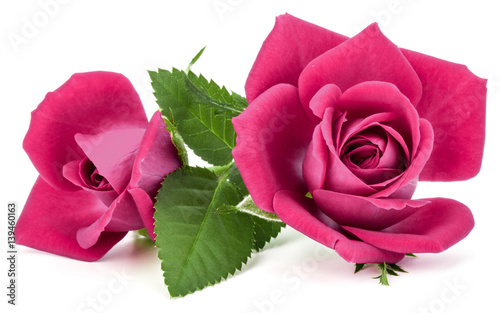 Naklejka ścienna pink rose flower bouquet isolated on white background cutout