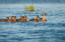 Mother Mallard Duck With Ducklings Swimming In Minnesota Lake