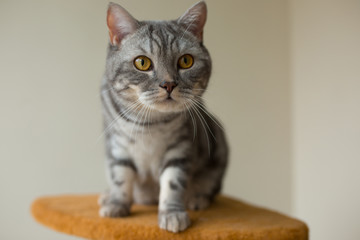 Wall Mural - cute scottish straight gray cat