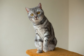 Wall Mural - cute scottish straight gray cat looking at you