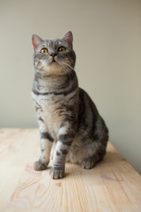 Wall Mural - cute scottish straight gray cat hunting and playing
