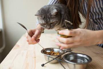 Wall Mural - girl feeds the cat