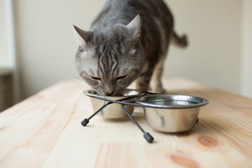 Wall Mural - cute gray cat eating from a bowl
