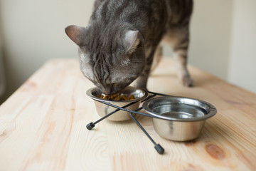 Wall Mural - cute gray cat eating from a bowl