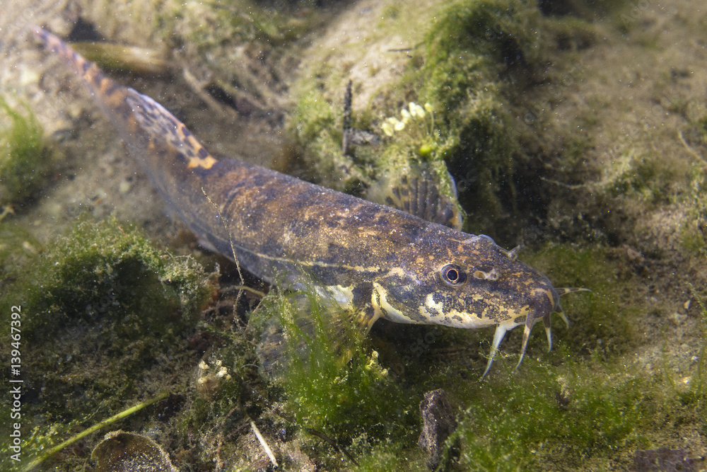 Underwater close up photography of a nice fish Stone Loach ...